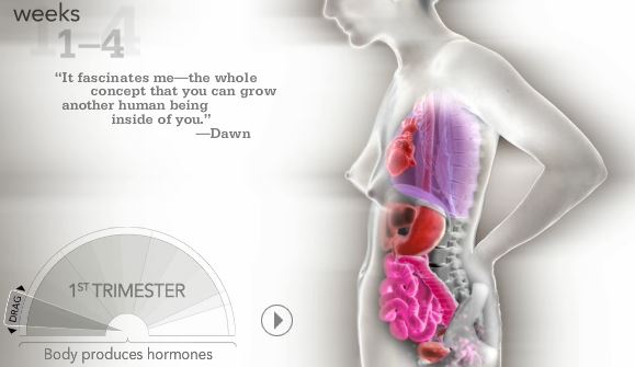 Ilustración interactiva para ver los cambios en el cuerpo en el ...
