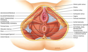 Partes de la vagina y cambios en el embarazo