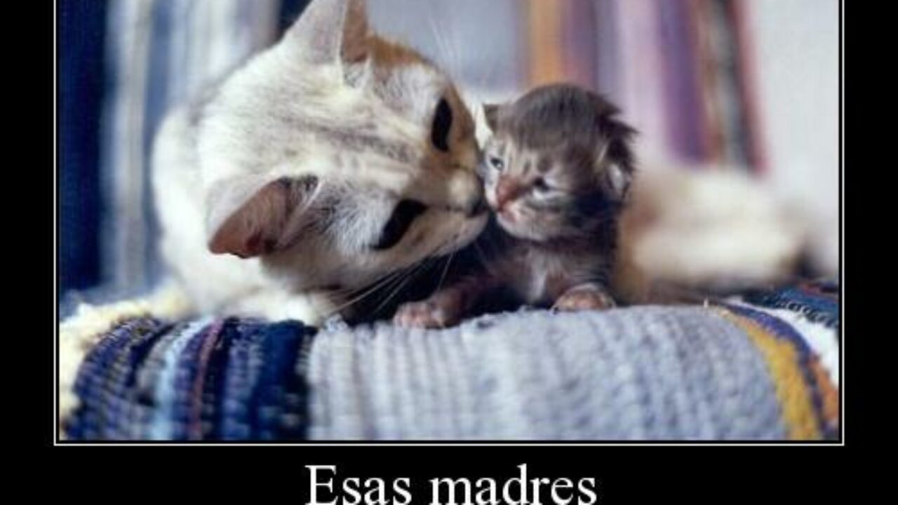 Frases para madres solteras | Blog de 