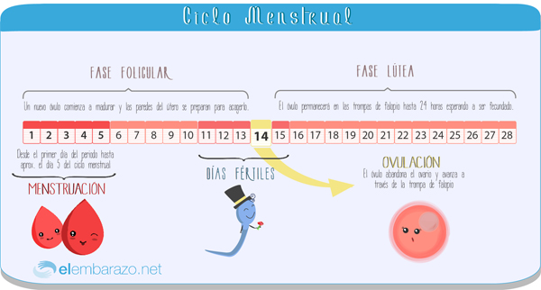 comienzo aborto Duplicar Infografía: El ciclo menstrual | Blog de elembarazo.net