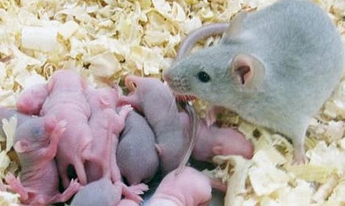 tratamiento fertilidad ratones