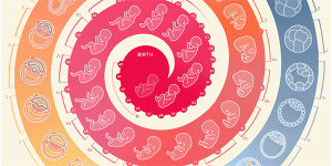 Cómo se forma el bebé: una infografía animada muy útil